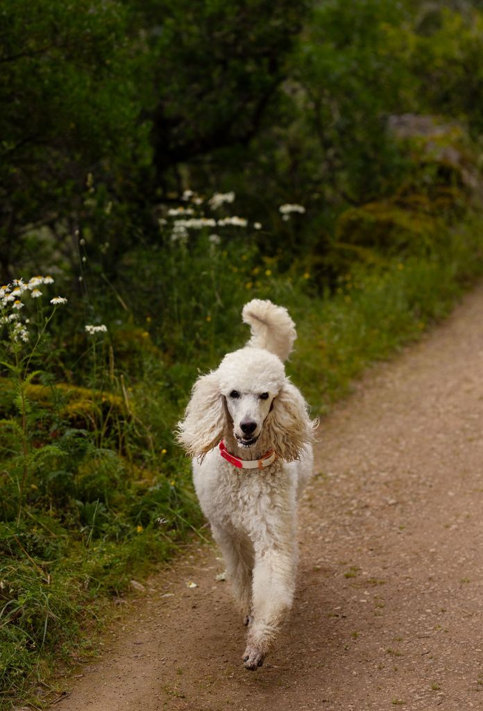 Les Caniche de l'affixe Du Domaine Au Clair De Lune