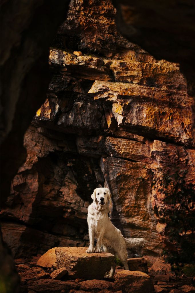 Les Golden Retriever de l'affixe Du Domaine Au Clair De Lune