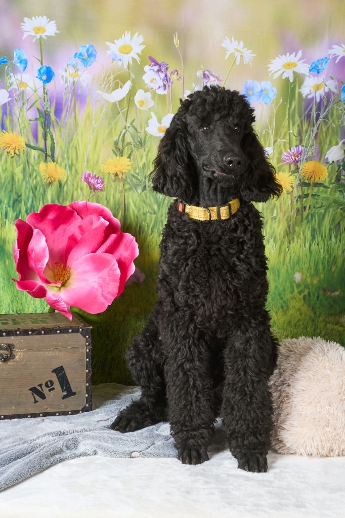 Du Domaine Au Clair De Lune - Chiots disponibles - Caniche