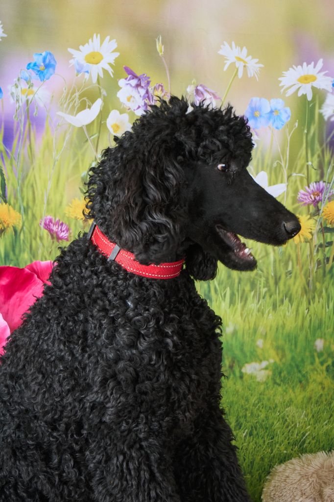 Du Domaine Au Clair De Lune - Chiots disponibles - Caniche